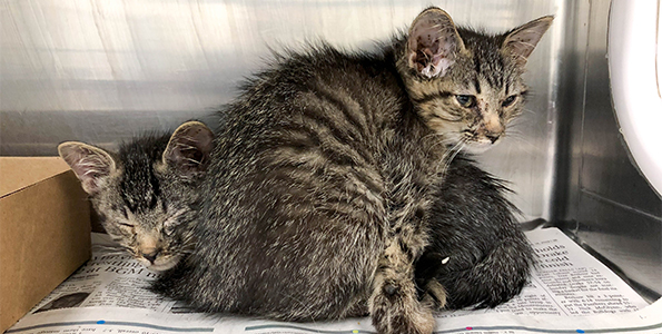 26 cats and kittens who had been living crammed in a one-bedroom apartment in Des Moines are now safe at the ARL.