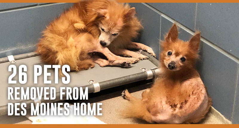 Twenty-six animals crammed in a small, feces-filled house in Des Moines have been rescued and are now safe at the ARL. The 21 dogs and 5 cats and kittens were found crawling with fleas and reeking of urine, and nearly all of the dogs are suffering from hair loss and skin infections.