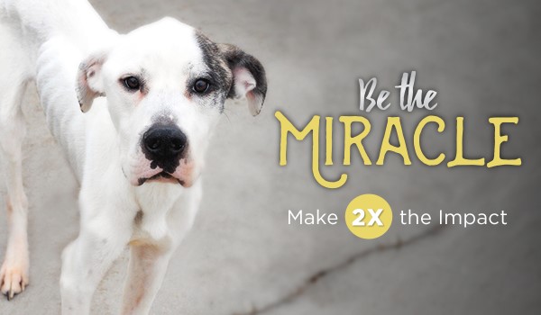 GIFTS DOUBLED … ALL MONTH! You can be the miracle for TWICE as many homeless pets at the ARL! Through the entire month of November, every gift you give will be matched, up to $127,000, thanks to a generous offer from the Van C. Owens estate.