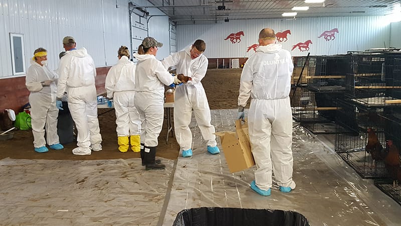 Chicken tested for contagious disease