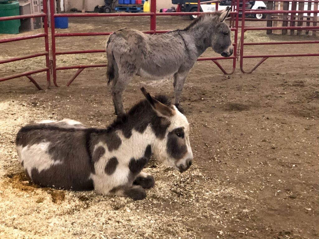 ARL assists with rescue of animals ranging from black bears to hamsters are being rescued from Cricket Hollow Zoo, a roadside zoo in Manchester, Iowa.