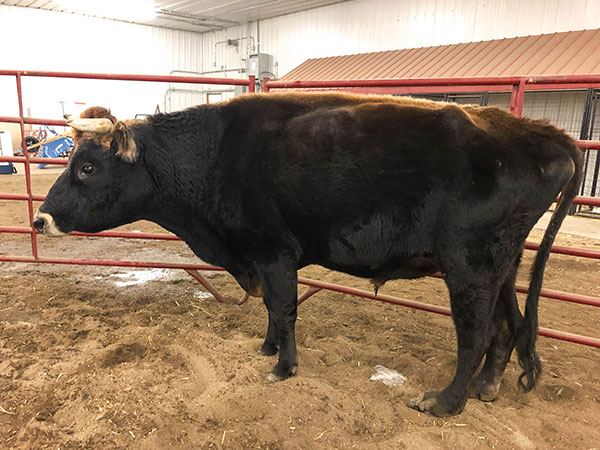 On Monday, January 21, the Animal Rescue League of Iowa (ARL) Mobile Response Team assisted Monroe County officials in rescuing several animals from a property in rural Monroe County near Albia, IA. Three horses, one burro, one steer, and two dogs were all outside in the elements without any food, water, or adequate shelter.