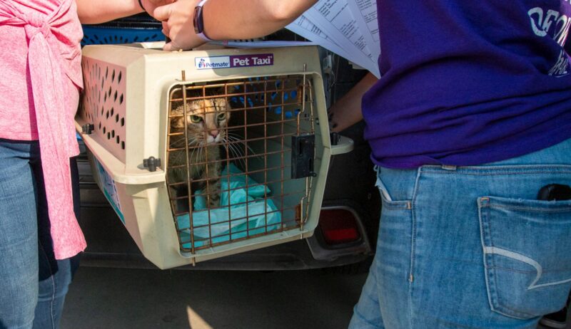 Cat-Transfer-10_9-8-of-16