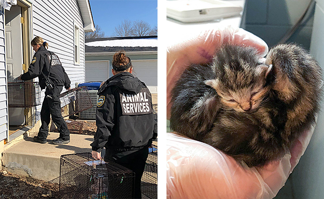 Animal Rescue League of Iowa (ARL) Mobile Rescue Teams worked for hours into the evening last night to rescue 74 cats and kittens (and counting) from a basement in Des Moines.