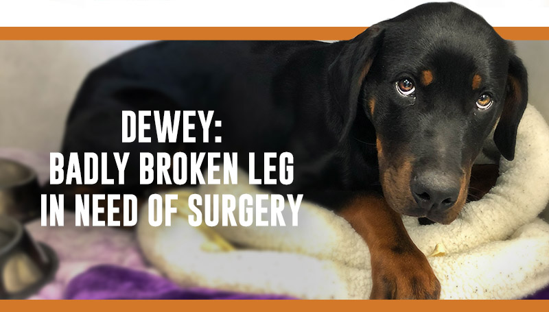 Dewey needs surgery now to fix a badly broken leg after he was hit by a car.