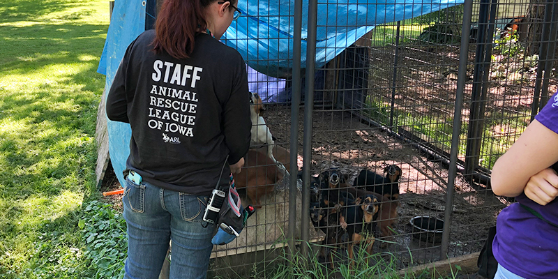 The ARL Mobile Response Team deployed June 25 to Audubon County to help remove 13 dogs in need of veterinary care from a residential property in Exira, IA. When the ARL team arrived, they found the dogs outside in a muddy, chain-link dog run, covered in a tarp that was sagging with water collected from the overnight rain.