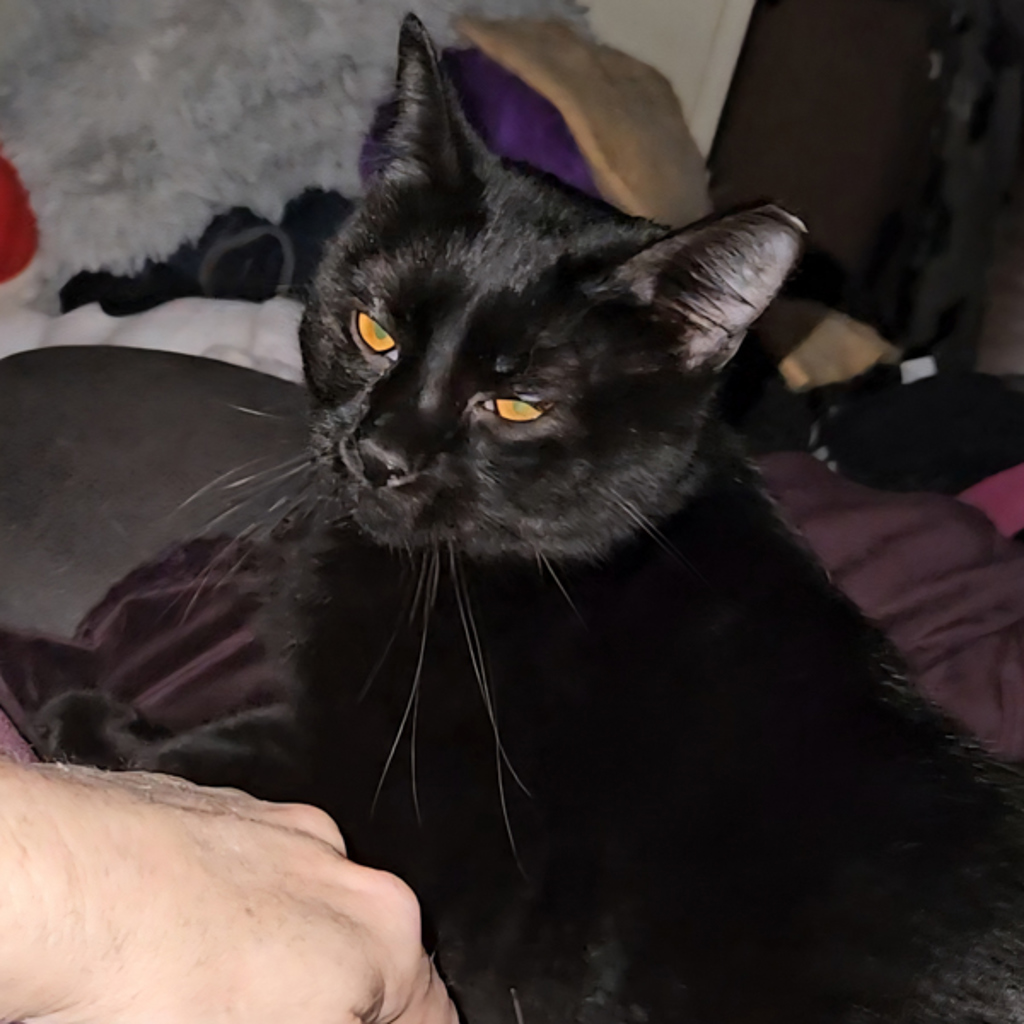 Floki -- Bonded Buddy With Freya