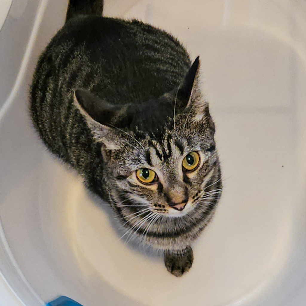 Freya -- Bonded Buddy With Floki