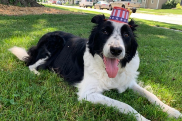 The Grey Muzzle Organization announces the recipients of its annual grants, and dogs at Animal Rescue League of Iowa (ARL) are among the winners.
