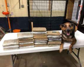 K-9-Harley K-9-Harley