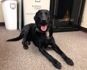 K-9-Hunter K-9-Hunter