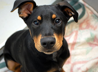 Chances are you've heard of the term microchipping from your family, friends, and veterinarian, but you may not know what it means exactly. And that's okay, because we're going to change that right now!