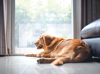 After three glorious months of having the undivided attention of their children companions -- playing outside, taking long naps, and going on the occasional car ride with mom and dad -- your pet has probably noticed by now that things are quite different. Lazy days have been replaced with hectic mornings and long lonely days, which can result in your pet becoming stressed.