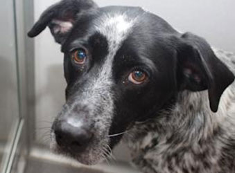 Animal cruelty happens every day around the world. To help minimize the number of animals in abusive situations, follow the four R's!