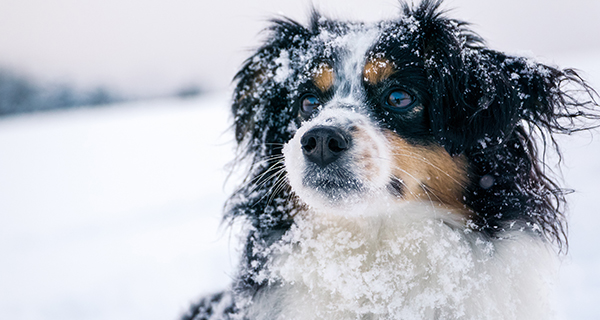 Because of heavy snow and freezing rain in the forecast today, multiple ARL facilities will be closing at 2 p.m.