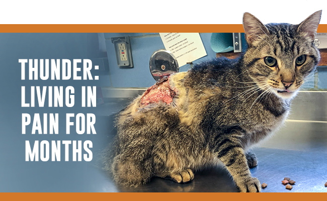 When we first saw Thunder, it took our breath away: a massive, infected wound covered about a third of this sweet cat's back like a giant, raw crater.
