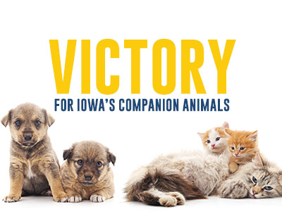 We asked Iowa to Do Better for companion animals, and yesterday, Iowa senators did, passing HF737 by a 44-3 vote.