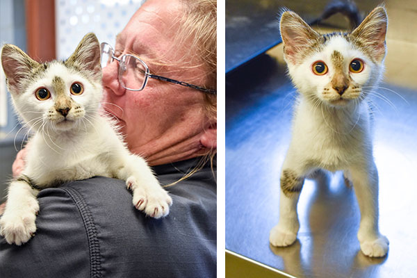 A 12-week-old kitten was the victim of the abuse and was saved when two men confronted the suspect and physically removed the kitten from him.