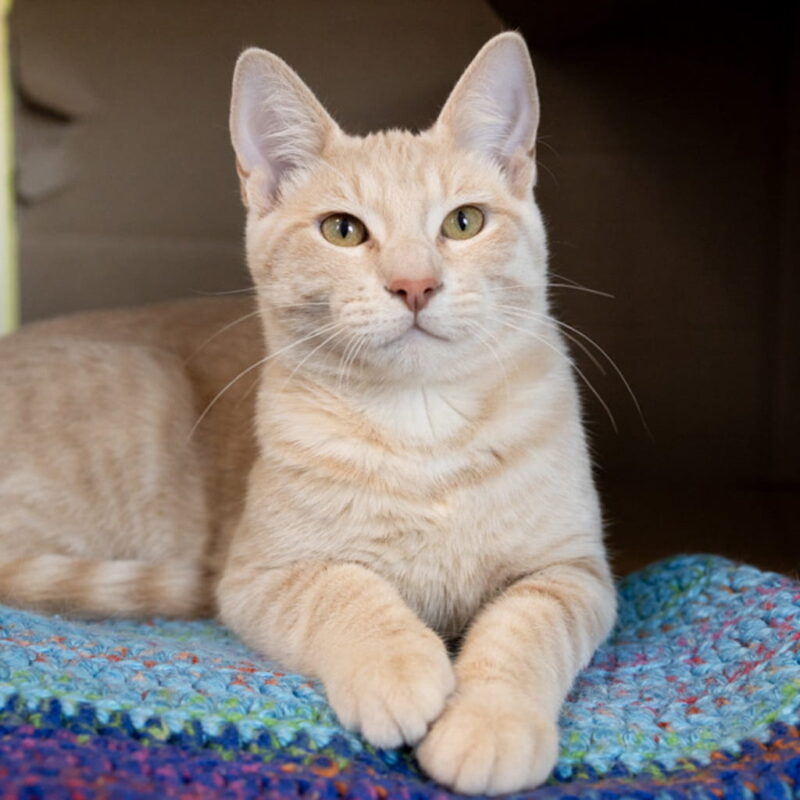 adopt-a-cat-min adopt-a-cat-min