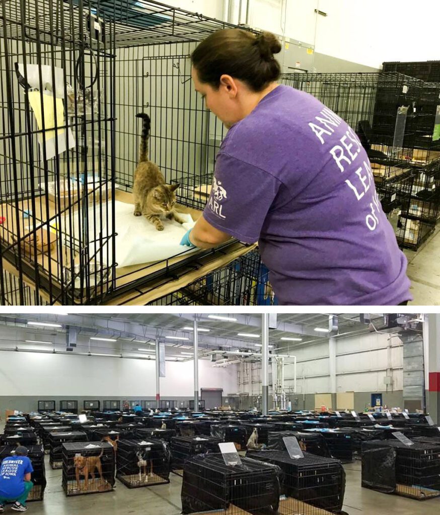 UPDATED 09/25/17: The remaining members of the ARL Mobile Rescue team are now back in Des Moines after a 9 day deployment to help at the ASPCA's emergency animal shelter. With them, they brought 35 dogs to enter our adoption program and find forever homes.