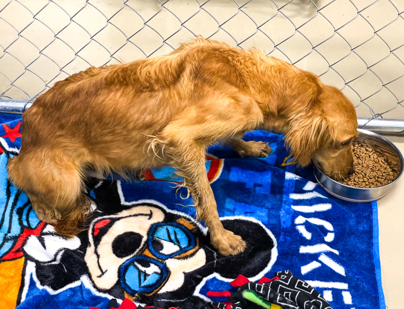 /0925_ boone co doodles