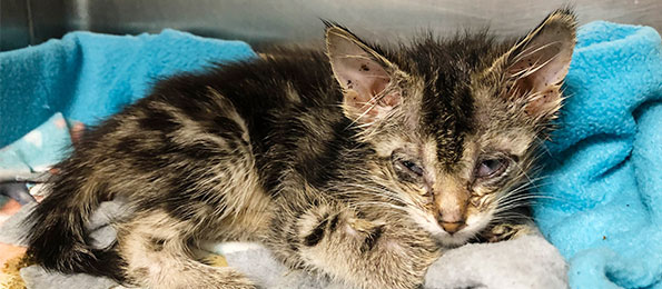 Just one week after ARL Animal Control officers rescued 26 cats and kittens from a one-bedroom Des Moines apartment, ARL officials were again called to a Des Moines home, this time to rescue 24 cats from a single-family house.