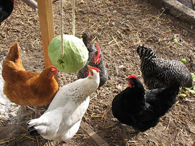 Learn all you need to know about the care involved in owning chickens! From housing, to common illnesses, to raising chicks!