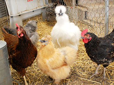 UPDATE 12/01/17: The issue has been delayed in the city council, so discussion will be at a later date. We'll update you when we know anything more. --- The Des Moines City Council is considering a proposed change to the current urban chicken ordinance. The city council will be discussing the proposed ordinance at the council meeting on Monday, December 4 at 4:30 at 1551 E. MLK Jr. Pkwy. Those who are interested in commenting, are encouraged to attend.