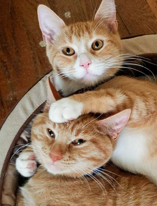 A good Samaritan discovered 4-month-old kittens Colby and Jack alone and badly injured so they rushed them to their local shelter in southwest Iowa. The shelter was unable to help the kittens, so the good Samaritan made the 3-hour round trip to the ARL to make sure they got the care they needed and deserved.