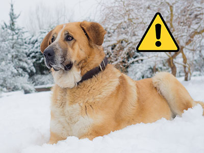 As Central Iowa braces for extreme weather this week, the Animal Rescue League of Iowa (ARL) is prepared to help pets and pet owners stay safe during these low temperatures and high winds.