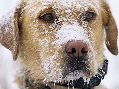 Winter weather is here to stay. Here are some tips to keep your pets safe in cold temperatures.