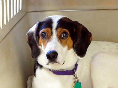 Crate training is one of the most effective ways to help your pet learn good behavior while keeping them safe. Whether you've welcomed a new puppy or adopted an adult dog, a crate can be a valuable tool to set your pet up for success, and with the right approach, crates can become a cozy, safe space for your pet.