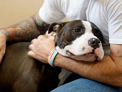 ou have just come home from the Animal Rescue League with the cutest puppy or most beautiful dog in the world. You want this dog to be Lassie, Rin Tin Tin and Benji, all rolled into one great dog. How do you get there from here?