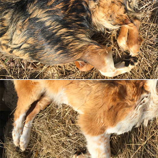 In partnership with the Dallas County Sheriff's Office, The Animal Rescue League of Iowa is offering a reward for information leading to the arrest and conviction of the person(s) involved with the suspicious dog deaths near Dawson, IA in Dallas County.