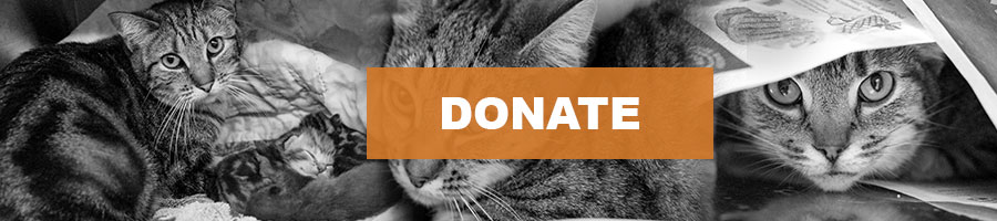 Updated 4/3/18: 15 charges have been filed against Leland Moffitt for the 52 living and 8 deceased cats rescued from his Des Moines house.