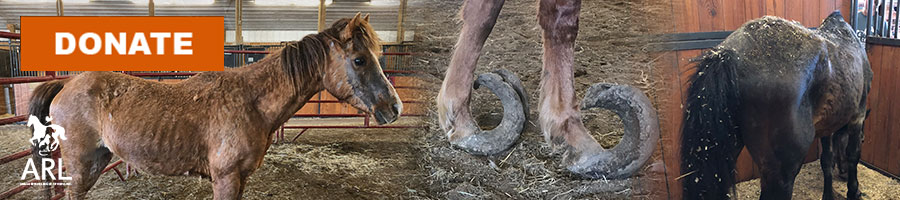 Nearly 60 Welsh ponies were found without any access to food or water. Two deceased ponies were also found. Of the living ponies, many had ribs that were visibly showing, hooves that had overgrown and curled up to the point of cutting their legs, hair loss, and other ailments. The youngest on the property was of nursing age and the oldest was about 31 years old.