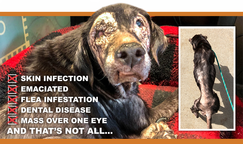 Ellie arrived at the ARL emaciated, with a skin infection, ear infection, covered in fleas, a mass over one of her eyes, and so much more.