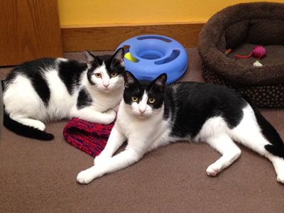 Your feline friends could benefit from having another cat-friend around!