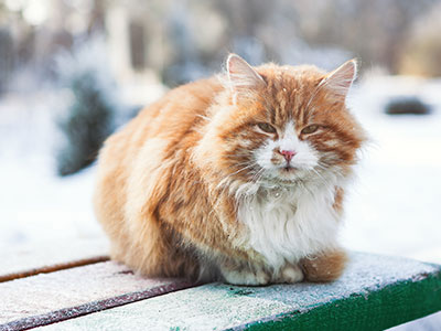 Community cats will be looking for food resources and warm shelter to protect them from the cold of winter. We recommend the following tips for caretakers to help colonies get through the cold season.