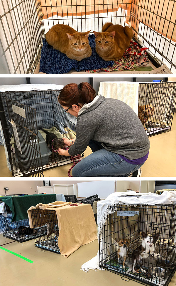 Last year we responded to the devastating hurricanes along the coasts, but this year the devastation is in our own backyards. We need your help today so we can continue to provide a safe haven for the nearly 50 flood victim pets who are already in our care – and the others we expect to help as families remain displaced.