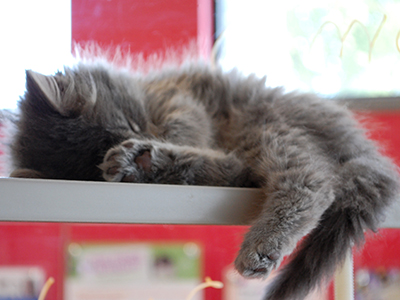 Are you having problems getting some Z's with your new cat. Here are a few tips to help you get some shut-eye.