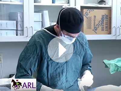 VIDEOS: Get a behind-the-scenes look at different areas and programs of the Animal Rescue League of Iowa. The segments cover information about cruelty intervention, adoption and foster, the ARL's new Clowder House for cats, and our medical suite.