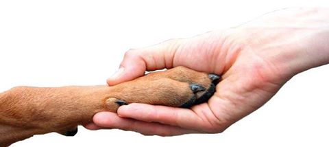 The ARL has become a full member of the International Association of Human-Animal Interaction Organizations (IAHAIO), a leading global network of organizations specializing in human-animal interactions and animal-assisted interventions.