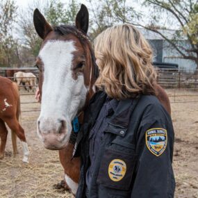 horse-rescue-awrt horse-rescue-awrt