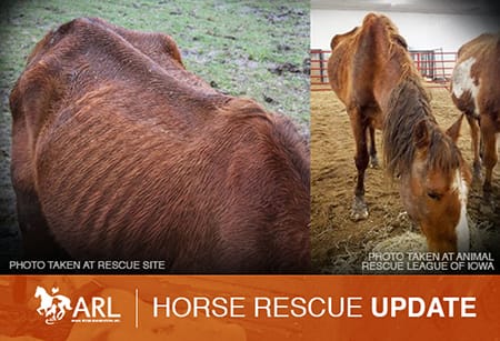 Just before the disposition hearing for Paula Redding, to determine whether she would get back the 10 horses she's charged with neglecting, she voluntarily signed them over to the Animal Rescue League of Iowa (ARL).