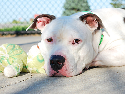 As warm weather approaches, the temperatures of outdoor surfaces, such as cement or asphalt, can quickly become dangerous. Take these steps to prevent injury to your pet's paws.