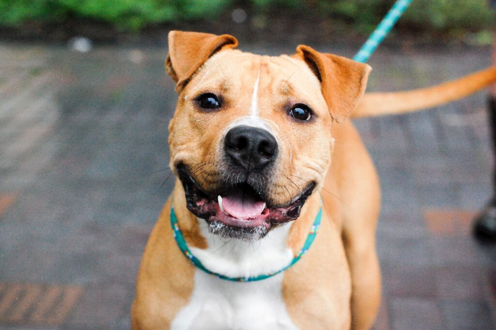 Millions of pets go missing every year and can take days, months, or even years to be reunited with their family. Don't let this happen to you! Take the steps below to keep your pet safe and give them the best chance to be reunited with you should they get out.