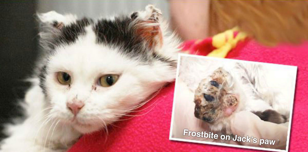 Jack, a 3-month-old kitten, was found all alone in the bitter cold, suffering from frostbite, a fractured tail and an upper respiratory infection. His ears were curled from the below-zero temps and toes on all four of her feet were frozen solid. He was thin, dehydrated and miserable.
