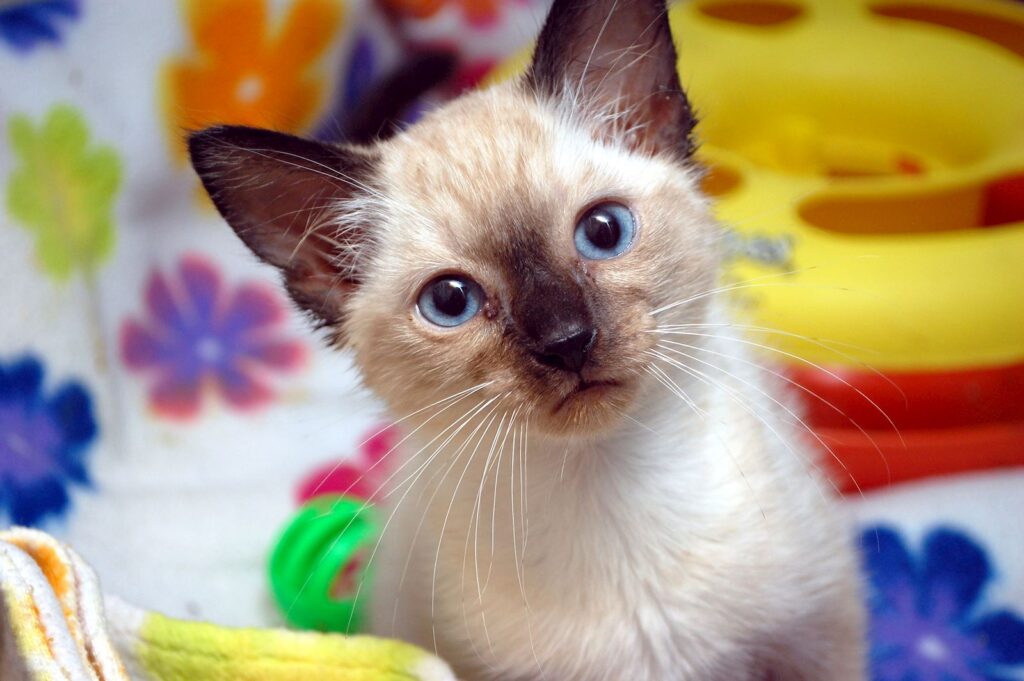 April has arrived and with it comes sunshine, warmer temperatures, and unfortunately, insects. Keeping your cats safe from some of the worst pests, like fleas and ticks, is normally a no brainer, but what about heartworms?