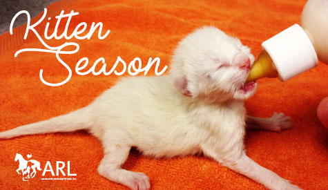 Kitten season is upon us, and we're already seeing an influx of kittens and mamas coming through our doors. Read on to find out more about kitten season and how you can help